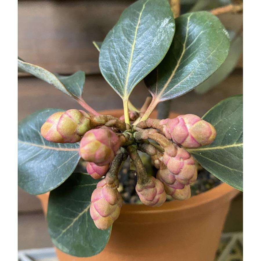 ロドレイア 4寸鉢植え : 日本花卉ガーデンセンターYahoo!店 - 通販