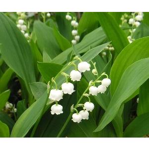 スズラン　（すずらん）４寸鉢植え　鈴蘭　ドイツスズラン　＊蕾・花の有無は季節により異なります。（Yahoo!・日本花卉ガーデンセンターYahoo!店）