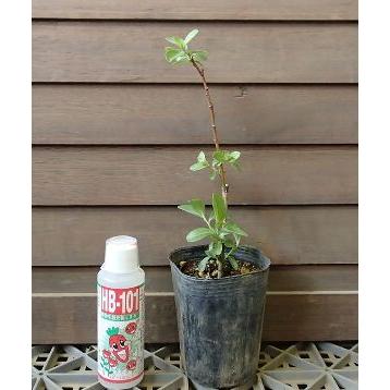 ネコヤナギ（猫柳）ポット植え 苗 苗木 : 日本花卉ガーデンセンター
