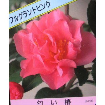 フルグラントピンク：椿（ツバキ） : 日本花卉ガーデンセンターYahoo 