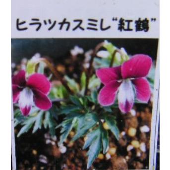 平塚スミレ 紅鶴 スミレ 苗 すみれ 菫（7.5センチポット植え苗