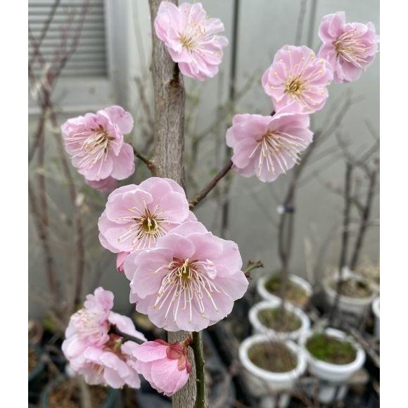 花梅 苗木 梅の木 梅の花 見驚 ケンキョウ ：(花梅） ハナウメ 苗木 苗