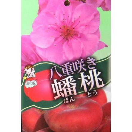 桃の苗木 八重咲き蟠桃 バントウ（桃）：果樹苗 爆買 : 日本花卉
