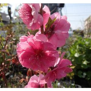 桃の苗木 八重咲き蟠桃 バントウ（桃）：果樹苗 爆買 : 日本花卉