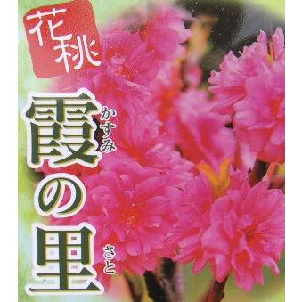 霞の里：花桃 ハナモモ 苗木 苗 はなもも : 日本花卉ガーデンセンター