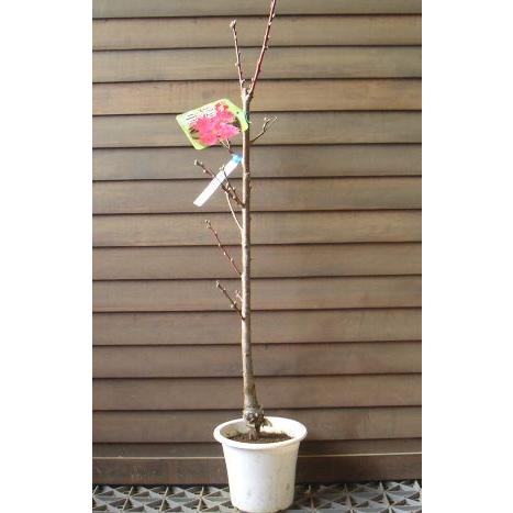 霞の里：花桃 ハナモモ 苗木 苗 はなもも : 日本花卉ガーデンセンター