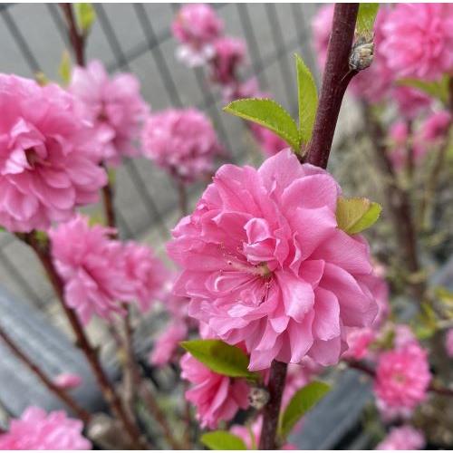 霞の里：花桃 ハナモモ 苗木 苗 はなもも : 日本花卉ガーデンセンター