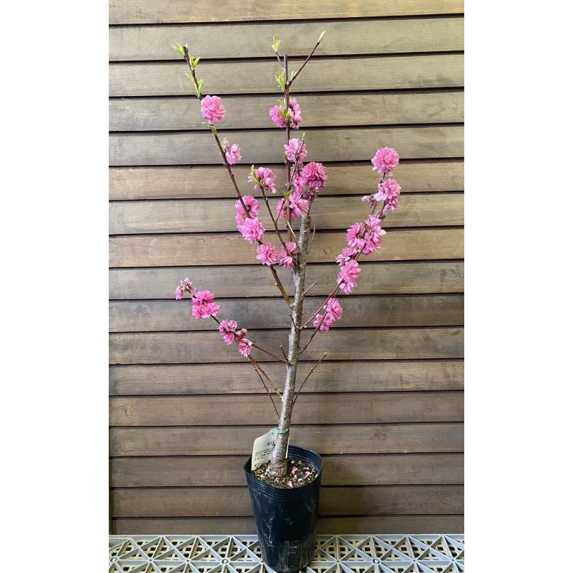 霞の里：花桃 ハナモモ 苗木 苗 はなもも : 日本花卉ガーデンセンター