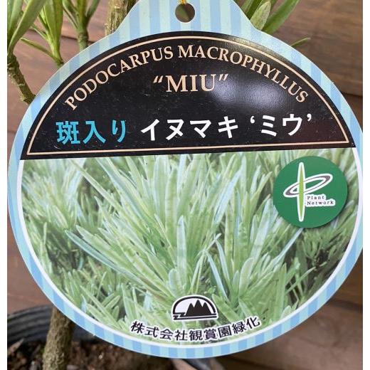 【現品】イヌマキ・斑入り　ミウ　ミュー　ミュウ　10号　M2番 イヌマキ ミウ （斑入り葉イヌマキ） PVP : 日本花卉ガーデンセンター