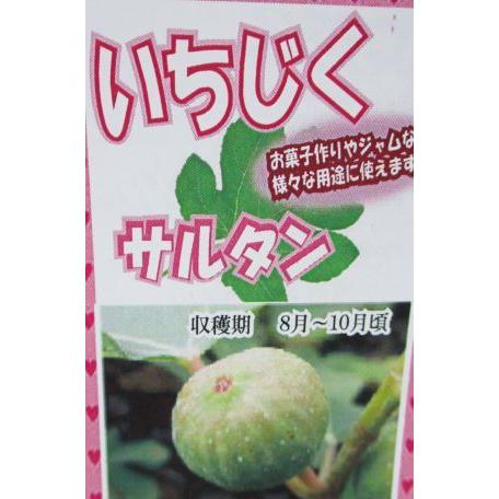 イチジク苗 いちじくの木 サルタン （イチジク）《果樹苗》 6寸鉢植え