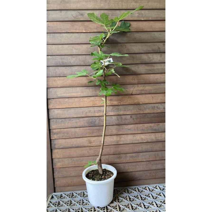 マーたん　イチジクの苗木 イチジク苗 いちじくの木 サルタン （イチジク）《果樹苗》 6寸鉢植え