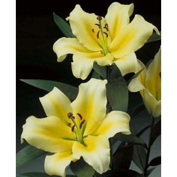 イエローカサブランカ 極上超巨大球根 北海道産 Perpus Poltekeskupang Ac Id