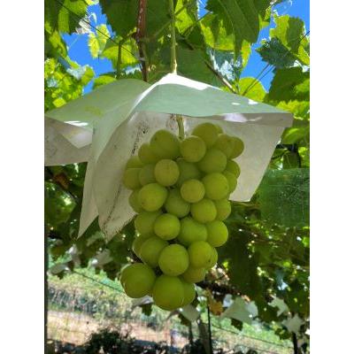 最新入荷 シャインマスカット ぶどう 挿し木苗 果樹苗 Pvp