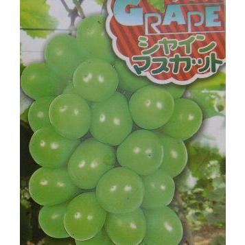 シャインマスカット（ぶどう）挿し木苗 ：果樹苗 PVP商品（種苗法登録