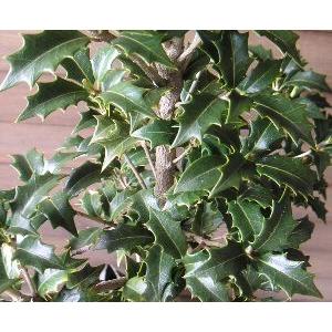 オニヒイラギ 鬼柊 3 4寸ポット植え Z 日本花卉ガーデンセンターyahoo 店 通販 Yahoo ショッピング