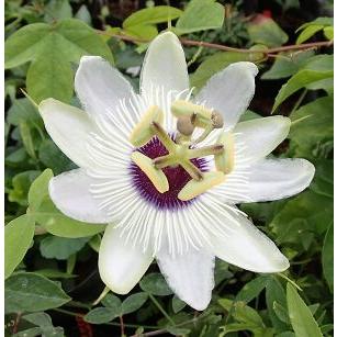 時計草 パッシフローラ パンダ Z 日本花卉ガーデンセンターyahoo 店 通販 Yahoo ショッピング