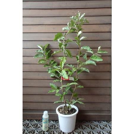 ナツグミの苗木（挿し木苗） 鉢植え 夏グミ（ナツグミ）：果樹苗 : 日本花卉ガーデンセンターYahoo