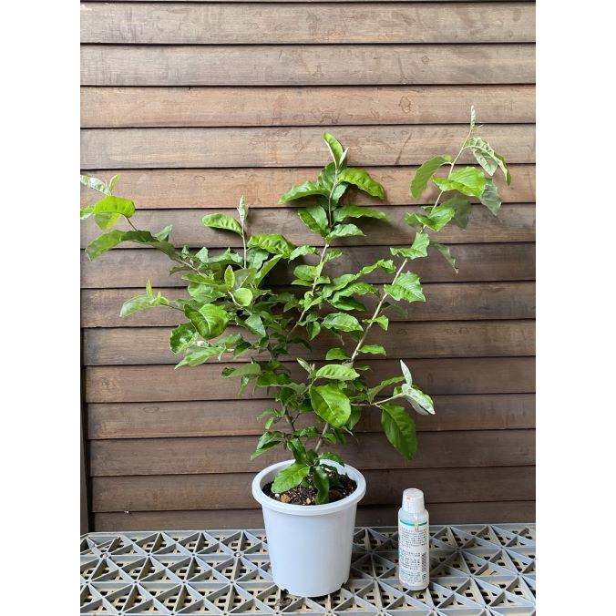 鉢植え 夏グミ（ナツグミ）：果樹苗 : 日本花卉ガーデンセンターYahoo