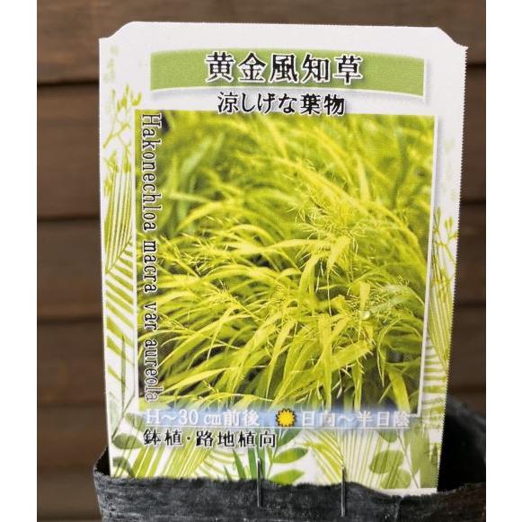 黄金風知草 オウゴンフウチソウ 苗 ポット植え : 日本花卉ガーデン