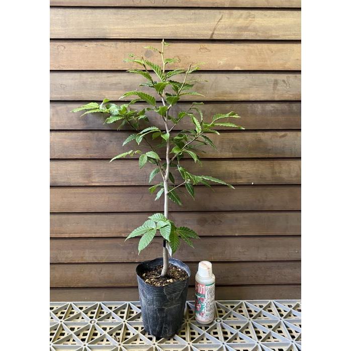 ブナ 苗 苗木 樹高30〜40センチ程度 : 日本花卉ガーデンセンターYahoo