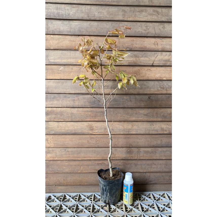 ブナ 苗 苗木 樹高30〜40センチ程度 : 日本花卉ガーデンセンターYahoo