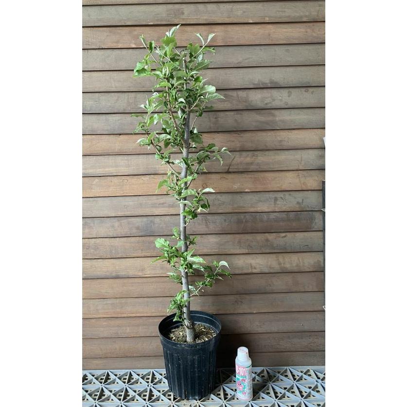 6寸鉢植え ビックリグミ：果樹苗 : 日本花卉ガーデンセンターYahoo!店