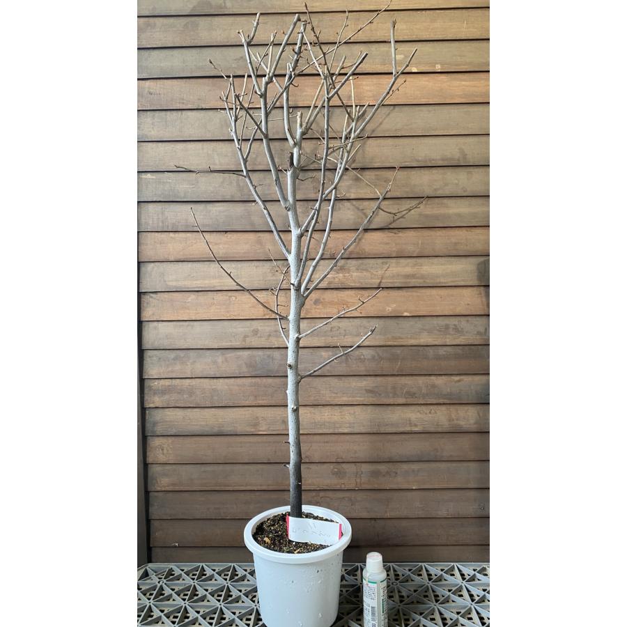 6寸鉢植え ビックリグミ：果樹苗 : 日本花卉ガーデンセンターYahoo!店