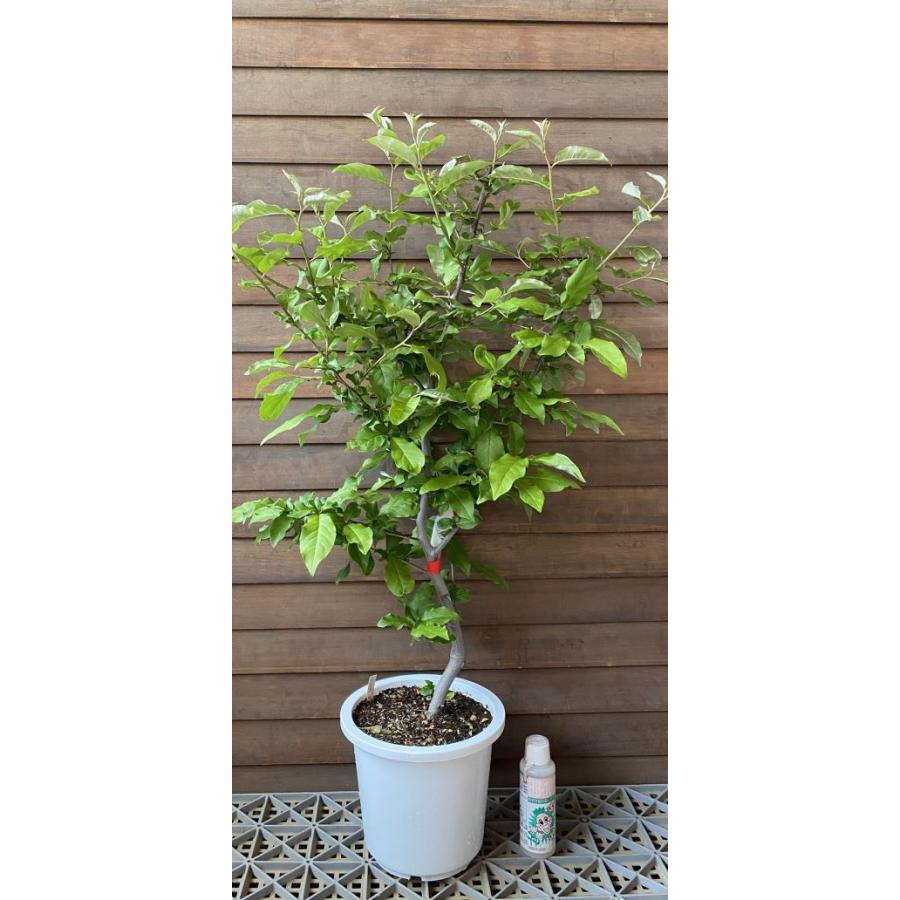 6寸鉢植え ビックリグミ：果樹苗 : 日本花卉ガーデンセンターYahoo!店