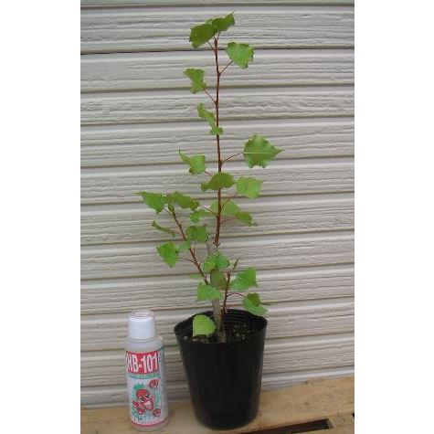 小苗 ポプラ（セイヨウハコヤナギ） 3寸ポット苗 : 日本花卉ガーデン