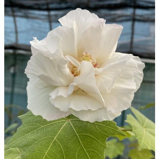 酔芙蓉（スイフヨウ） 5寸鉢植え : 日本花卉ガーデンセンターYahoo!店