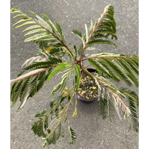 斑入り葉ネムの木 向野錦 （白斑ネムノキ） 6寸鉢植え : 日本花卉