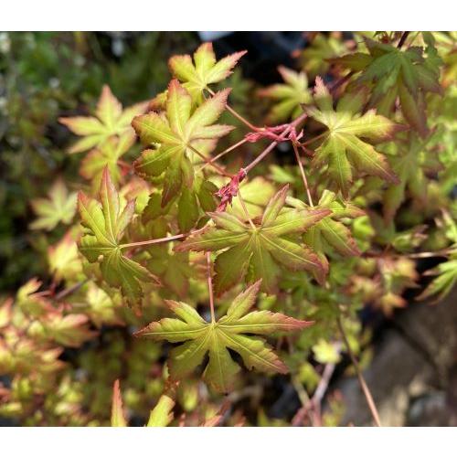 イロハモミジ（紅葉）1本植え : 日本花卉ガーデンセンターYahoo!店