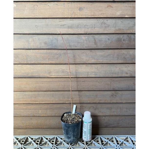 イロハモミジ（紅葉）1本植え : 日本花卉ガーデンセンターYahoo!店