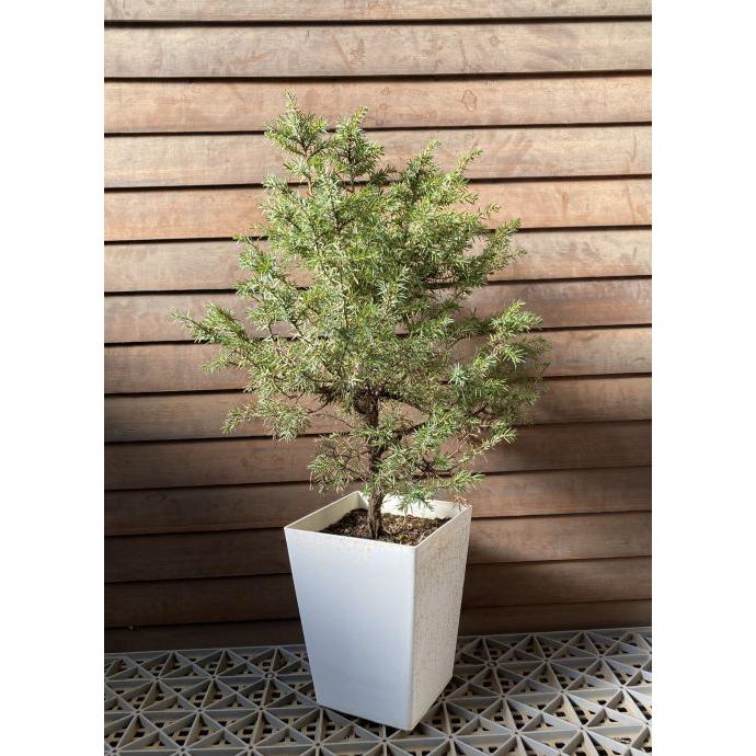 現品 立性姫杜松（タチセイヒメトショウ）6寸鉢植え : 日本花卉
