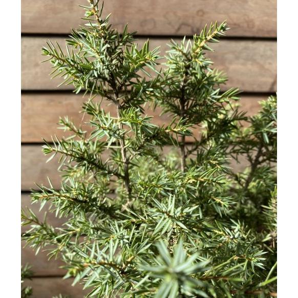 現品 立性姫杜松（タチセイヒメトショウ）6寸鉢植え : 日本花卉
