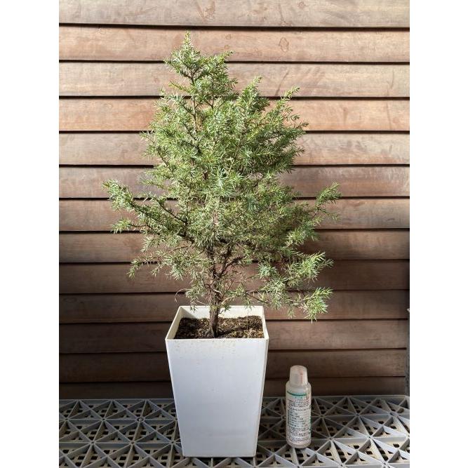 トショウ　杜松　切花 現品 立性姫杜松（タチセイヒメトショウ）6寸鉢植え : 日本花卉