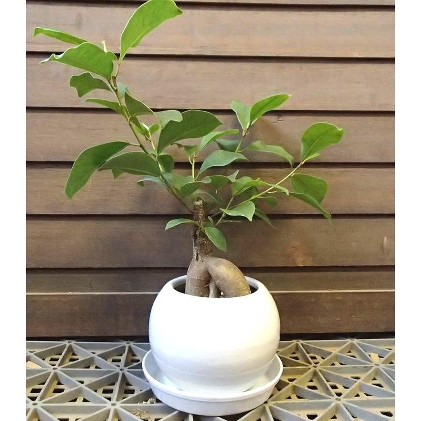 ガジュマル 多幸の樹 陶器鉢 3寸鉢 受け皿サービス : 日本花卉