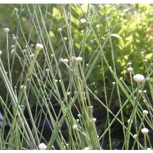 【中古】 しらたまほしくさ 楽天市場】（山野草）シラタマホシクサ（白玉星草） 2．5号