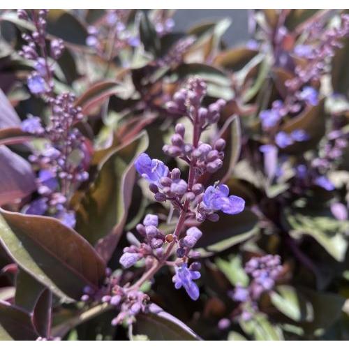 西洋ニンジンボク プルプレア（ミツバハマゴウ プルプレア） : 日本