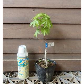 ハウチワカエデ（メイゲツカエデ） 3寸ポット植え 苗 苗木 庭木 葉