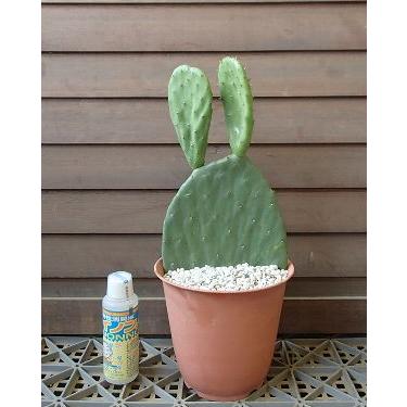 バーバンクウチワサボテン（ステーキサボテン）＊1株植え : 日本花卉