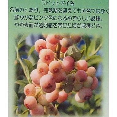 ブルーベリー フロリダローズ ラビットアイ系 果樹苗 Wilcon Com Pe