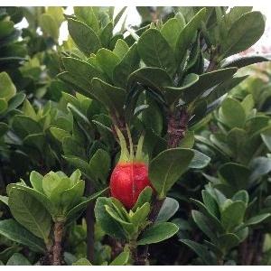 マルバミナリクチナシ 丸葉実成り梔子 Z 日本花卉ガーデンセンターyahoo 店 通販 Yahoo ショッピング