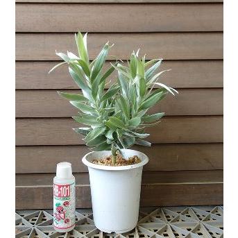 鉢植え】 リュウカデンドロン アルゲンチウム シルバーツリー : 日本