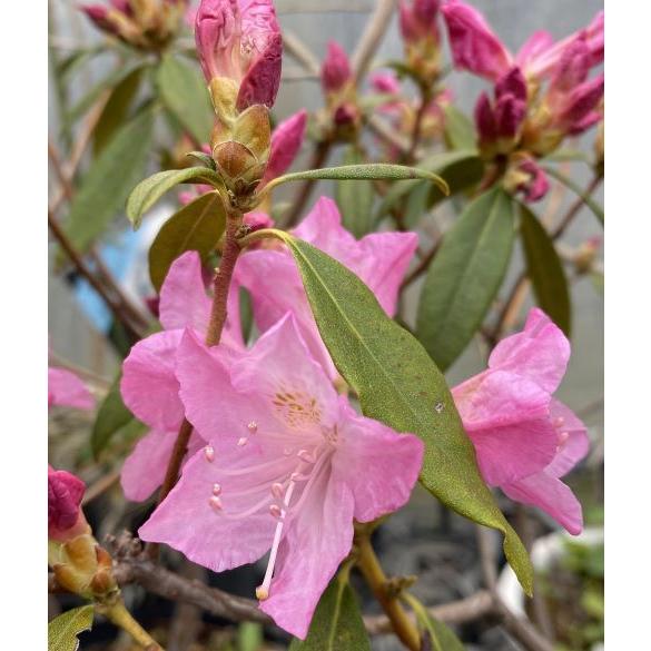 春一番　シャクナゲ　ゲンカイツツジ　パステルピンクの花　ツツジ　ハルイチバン ツツジ ハルイチバン】 シャクナゲとツツジの交配から生まれた品種で