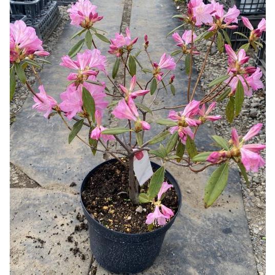 石楠花 春一番 ハイブリッドツツジ 7寸鉢植え : 日本花卉ガーデン