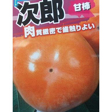 柿 苗木 苗 次郎柿（甘柿）：果樹苗 : 日本花卉ガーデンセンターYahoo