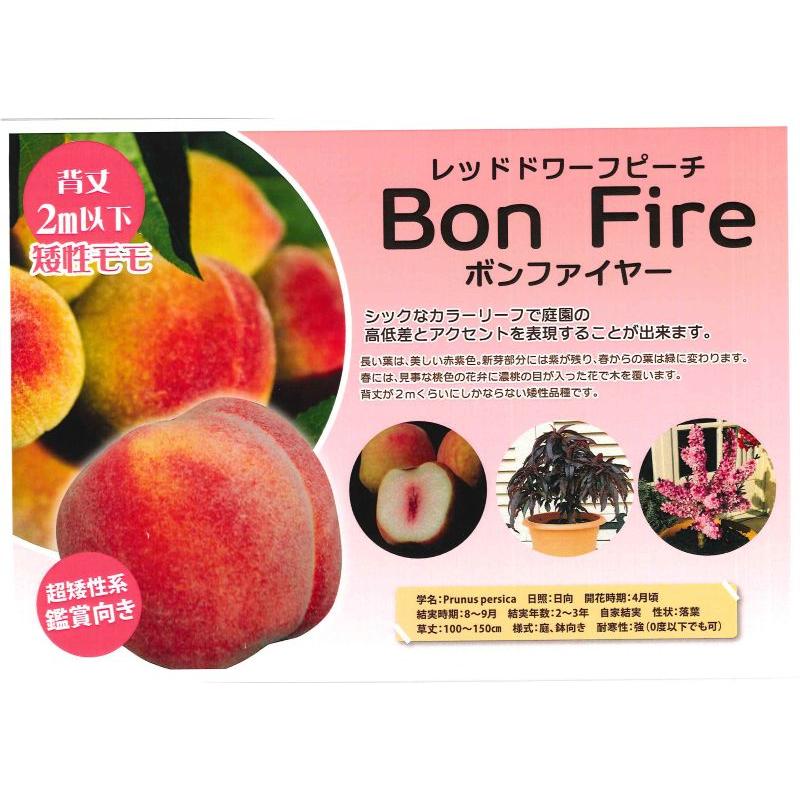 矮性桃 接木3年生 ボンファイヤー（ドワーフピーチ） 桃の苗木 レッド