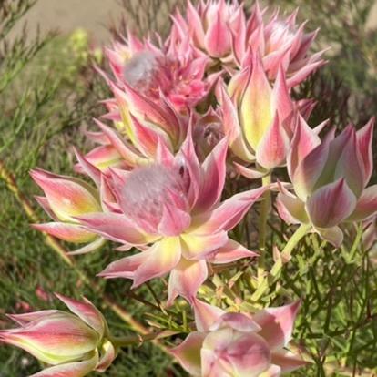 ジョーイセルリア プリティーピンク （セルリア）7号鉢植え : 日本