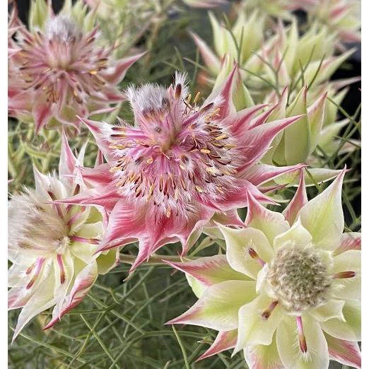 ジョーイセルリア プリティーピンク （セルリア）7号鉢植え : 日本